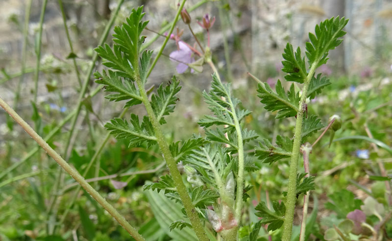 Erodium cicutarium - Geraniaceae